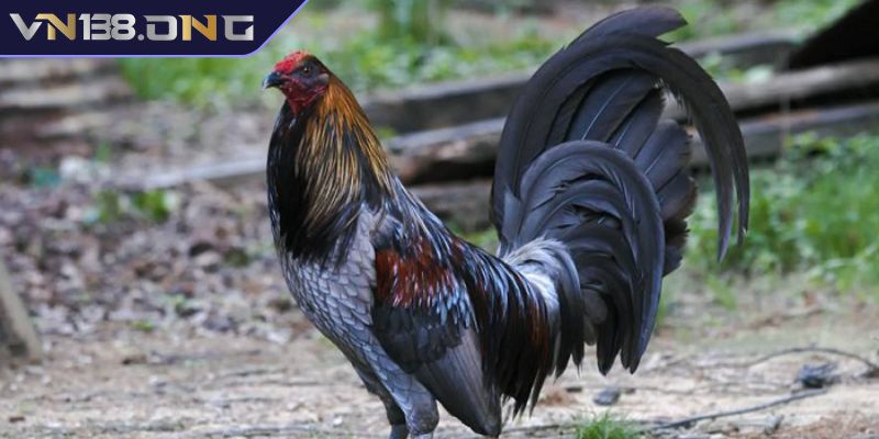 Gà Kelso VN138 - Chiến Kê Đẳng Cấp Và Bí Quyết Chăm Sóc 3 Cách chăm sóc gà Mỹ Kelso VN138 hiệu quả