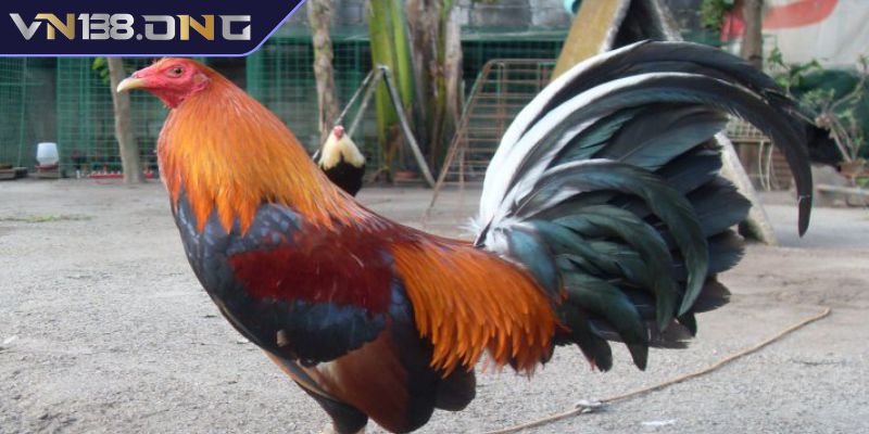 Gà Kelso VN138 - Chiến Kê Đẳng Cấp Và Bí Quyết Chăm Sóc 1 Đặc điểm nổi bật của gà Kelso VN138