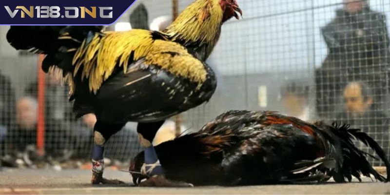 Đá Gà Campuchia VN138 - Luật, Loại Cược Và Chiến Thuật Cược 2 Đặt theo chiến kê thắng