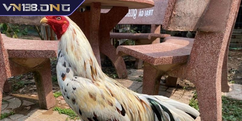 Gà Bướm VN138 - Giống Gà Độc Đáo Với Màu Chân Đá Hay 2 Dòng gà bướm chân vàng