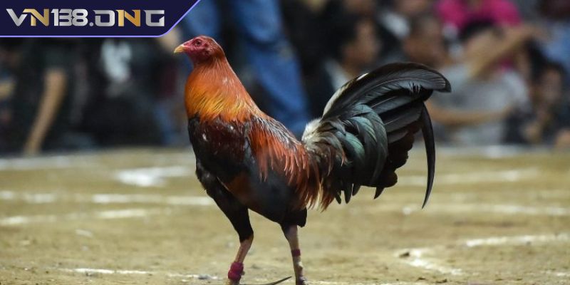 Gà Kelso VN138 - Chiến Kê Đẳng Cấp Và Bí Quyết Chăm Sóc 2 Dòng trận đấu Firebird Kelso