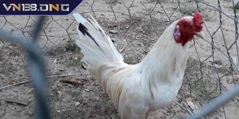 Gà Bướm VN138 - Giống Gà Độc Đáo Với Màu Chân Đá Hay 3 Gà bướm khắc chế được các chiến kê màu nào?