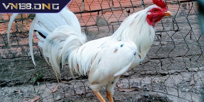 Gà Bướm VN138 - Giống Gà Độc Đáo Với Màu Chân Đá Hay 1 Gà bướm VN138 là gì?