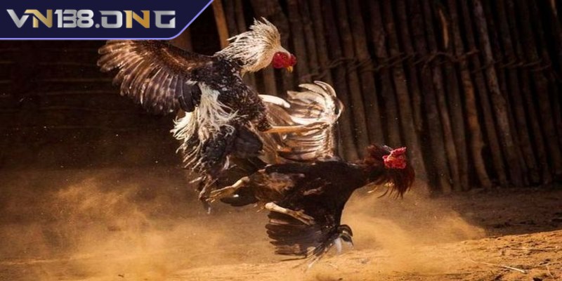 Cách đá gà mạng tăng tỷ lệ thắng lớn cho mọi tay cược 1 Cách đá gà mạng là hình thức giải trí hấp dẫn trên nền tảng trực tuyến