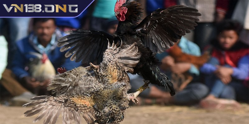 Cách đá gà mạng tăng tỷ lệ thắng lớn cho mọi tay cược 2 Đá gà cựa dao mang đến những trận chiến vô cùng quyết liệt