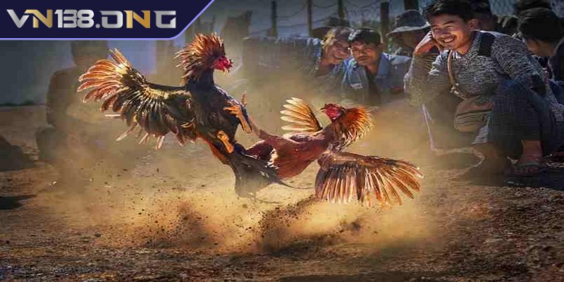 Cách đá gà mạng tăng tỷ lệ thắng lớn cho mọi tay cược 3 Lựa chọn nền tảng cá cược đá gà uy tín tránh rủi ro không đáng có