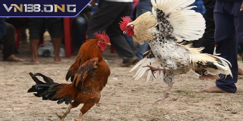 Đá gà bình luận viên - Theo dõi từng trận đấu kịch tính hơn 3 Kê thủ được trải nghiệm đa dạng loại hình đá gà BLV khác nhau