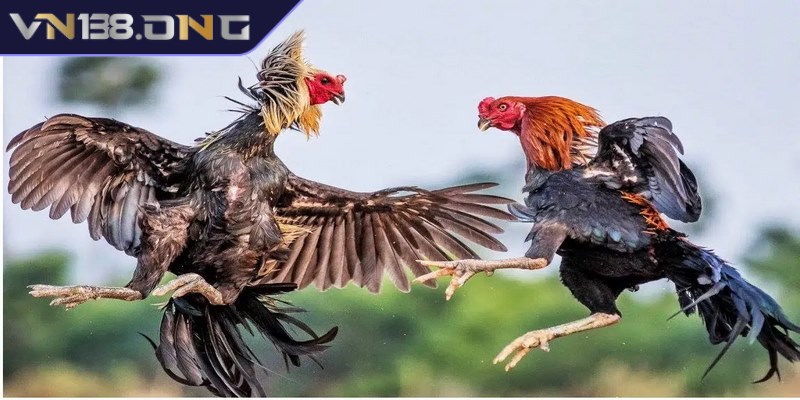 Đá gà bình luận viên - Theo dõi từng trận đấu kịch tính hơn 2 Tham gia đá gà bình luận viên lắng nghe nhận định từ chuyên gia