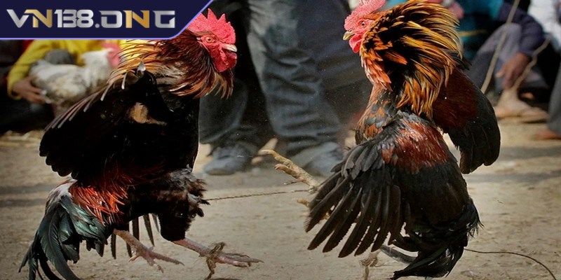Đá gà bình luận viên - Theo dõi từng trận đấu kịch tính hơn 1 Bình luận viên trong các trận đá gà đóng vai trò vô cùng quan trọng