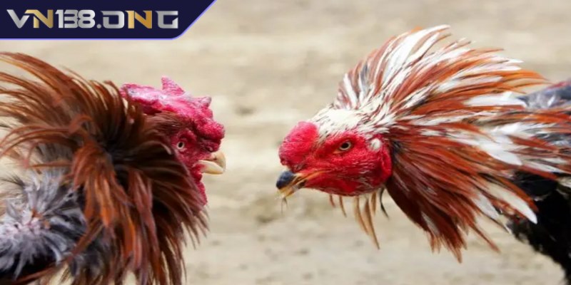 Đá gà cựa sắt mang đến các trận chiến nảy lửa, gay cấn 2 Sự hấp dẫn đặc biệt của đá gà cựa sắt