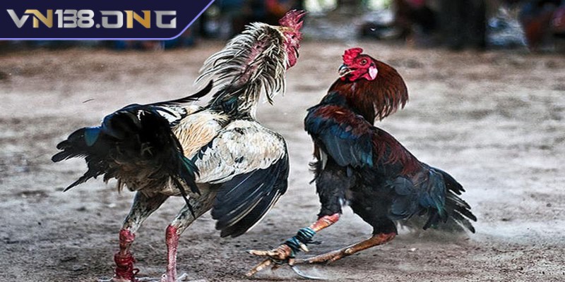 Đá gà cựa sắt mang đến các trận chiến nảy lửa, gay cấn 3 Thông tin về luật chơi đá gà cựa sắt chi tiết