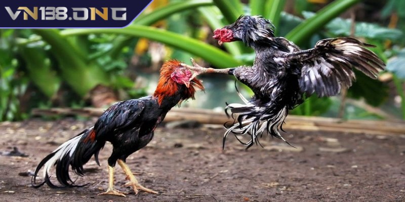 Đá gà phát lại - Trải nghiệm miễn phí, cá cược chất lượng 1 Đá gà phát lại mang đến cho người chơi trận đấu hấp dẫn được phát sóng lại