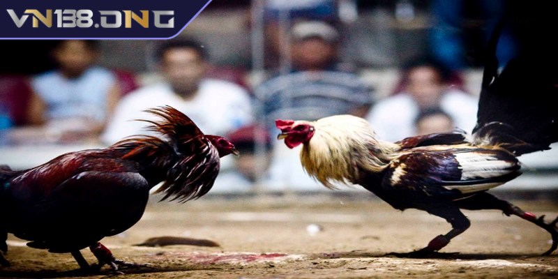 Đá gà phát lại - Trải nghiệm miễn phí, cá cược chất lượng 3 Các loại hình đá gà phát lại phổ biến nhất hiện nay
