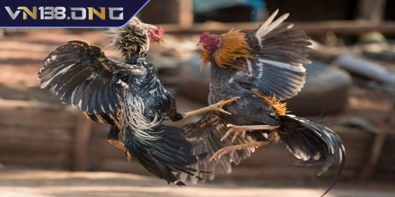 Đá gà phát lại - Trải nghiệm miễn phí, cá cược chất lượng 2 Lý do đá gà phát lại được nhiều người yêu thích