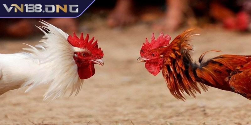 Đá gà trực tiếp C1 - Sân chơi hàng đầu dành cho anh em 1 Đá gà trực tiếp C1 là giải đấu có quy mô lớn nhất khu vực Châu Á