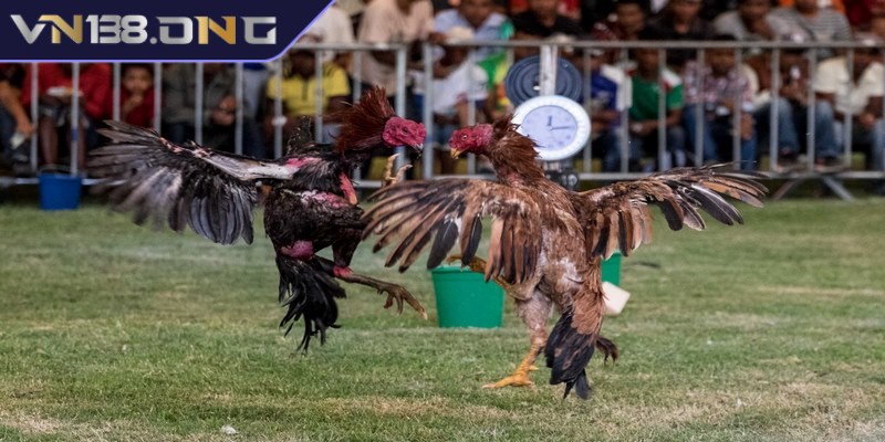 Đá gà trực tiếp C1 - Sân chơi hàng đầu dành cho anh em 3 Kèo cược được sử dụng trong đá gà trực tiếp C1