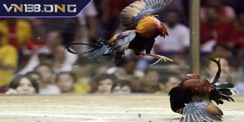 Đá gà trực tiếp C1 - Sân chơi hàng đầu dành cho anh em 2 Sức hút lớn của đá gà trực tiếp C1