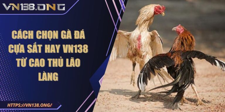 Cách Chọn Gà Đá Cựa Sắt Hay VN138 Từ Cao Thủ Lão Làng 1 cách chọn gà đá cựa sắt hay VN138