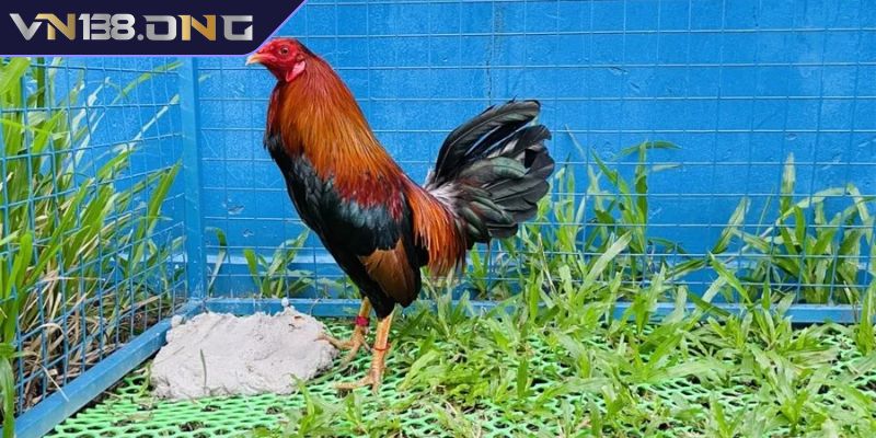 Cách Chọn Gà Đá Cựa Sắt Hay VN138 Từ Cao Thủ Lão Làng 2 Cách chọn gà đá cựa sắt hay đánh giá thể trạng