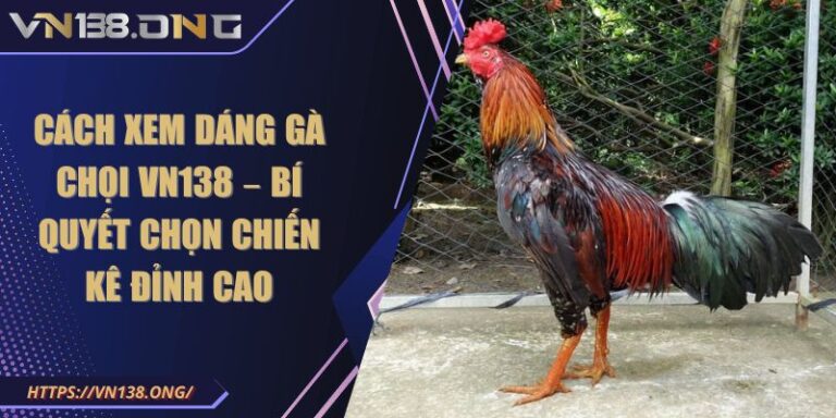 Cách Xem Dáng Gà Chọi VN138 – Bí Quyết Chọn Chiến Kê Đỉnh Cao 1 cách xem dáng gà chọi VN138