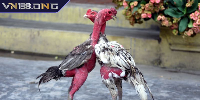 Cách Xem Dáng Gà Chọi VN138 – Bí Quyết Chọn Chiến Kê Đỉnh Cao 1 Nhận diện chiến kê xuất sắc qua ánh mắt