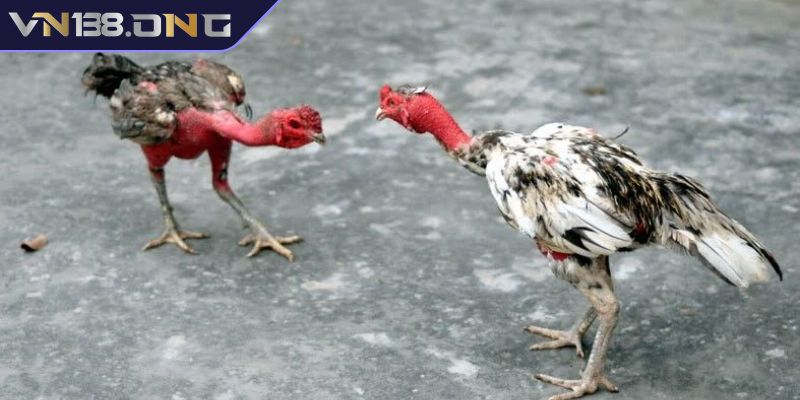 Cách Xem Dáng Gà Chọi VN138 – Bí Quyết Chọn Chiến Kê Đỉnh Cao 2 Cách xem dáng gà chọi VN138 qua tiếng gáy