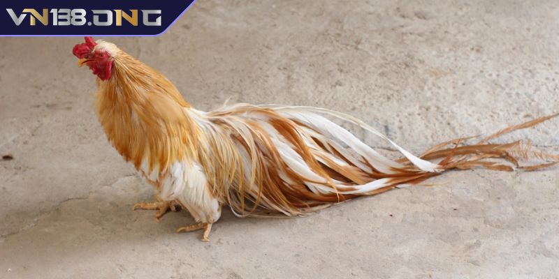 Luật đá gà tre VN138 – Kiến Thức Cần Biết Trước Khi Bắt Đầu 1 Giới thiệu chung về đá gà tre